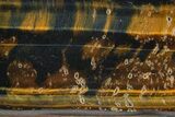 Polished Blue & Orange Tiger's Eye Slab - South Africa #320063-1
